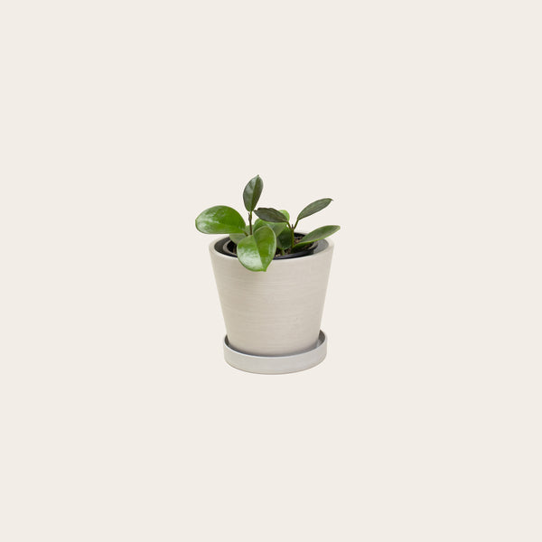 Hoya Australis - Small (chalk)