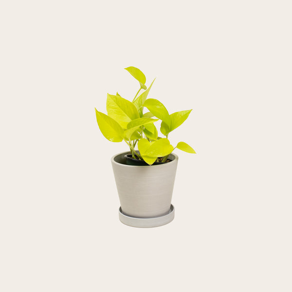 Pothos Neon - Small (chalk)