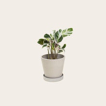 Load image into Gallery viewer, Calathea White Fusion - Small (chalk)
