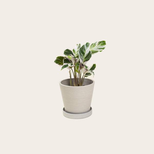 Calathea White Fusion - Small (chalk)