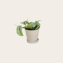 Load image into Gallery viewer, Pothos Silver Splash - Small (chalk)
