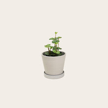 Load image into Gallery viewer, Peperomia Hope - Small (chalk)
