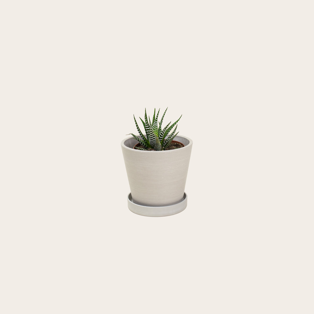 Load image into Gallery viewer, Haworthia Fasciata - Small (chalk) 
