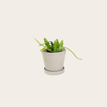 Load image into Gallery viewer, Stromanthe Triostar - Small (chalk)
