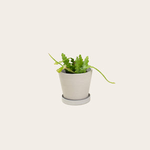 Stromanthe Triostar - Small (chalk)