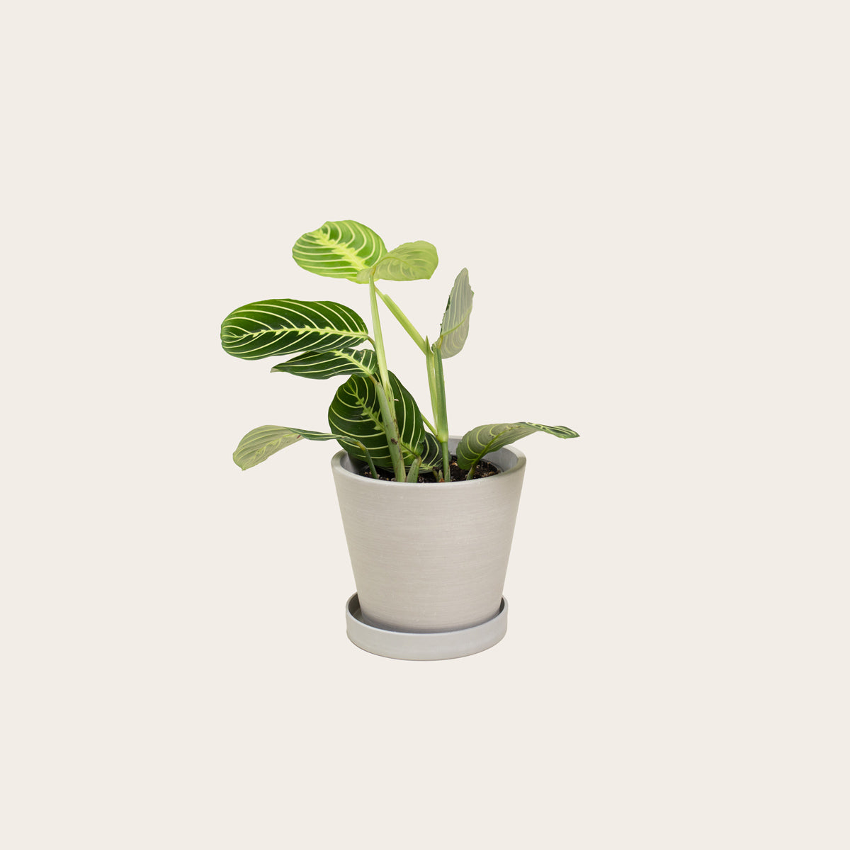 lemon lime prayer plant soil Maranta Lemon Lime – Babygreens