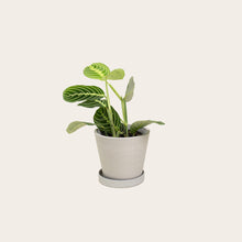 Load image into Gallery viewer, Maranta Lemon Lime - Small (chalk)
