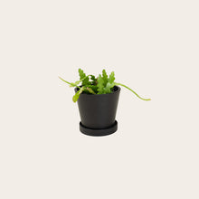 Load image into Gallery viewer, Stromanthe Triostar - Small (midnight)
