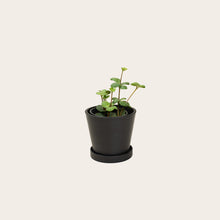 Load image into Gallery viewer, Peperomia Hope - Small (midnight)
