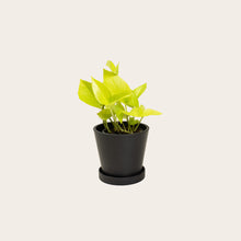 Load image into Gallery viewer, Pothos Neon - Small (midnight)
