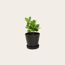 Load image into Gallery viewer, Coffee Plant - Small (midnight)

