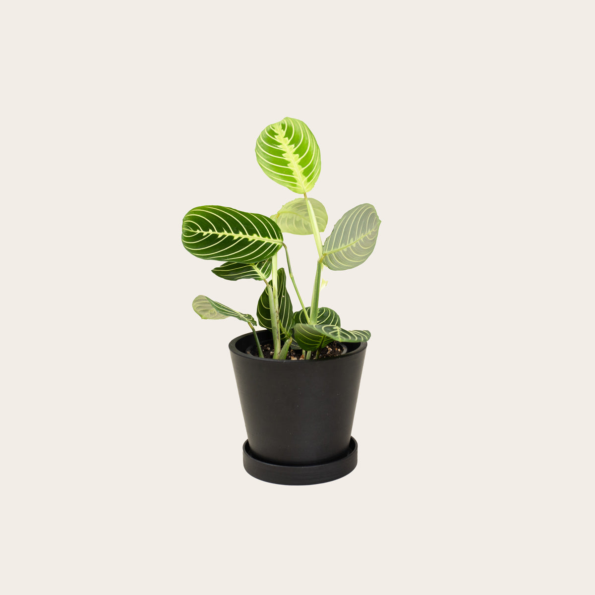 Load image into Gallery viewer, Maranta Lemon Lime - Small (midnight)
