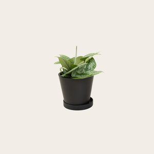 Pothos Silver Splash - Small (midnight) 