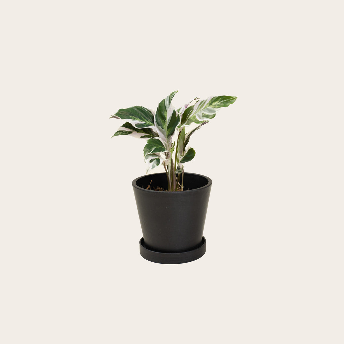 Load image into Gallery viewer, Calathea White Fusion - Small (midnight)
