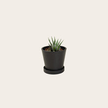 Load image into Gallery viewer, Haworthia Fasciata - Small (midnight)
