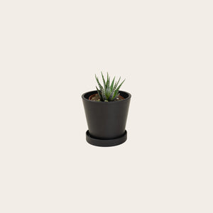 Haworthia Fasciata - Small (midnight)