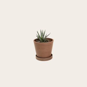 Haworthia Fasciata - Small (coffee)