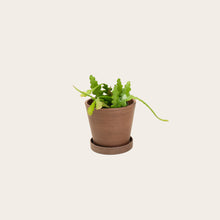 Load image into Gallery viewer, Stromanthe Triostar - Small (coffee)
