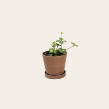 Load image into Gallery viewer, Peperomia Hope - Small (coffee)
