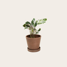 Load image into Gallery viewer, Calathea White Fusion - Small (coffee)

