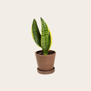 Snake Plant Laurentii - Small (coffee)