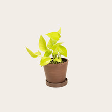 Load image into Gallery viewer, Pothos Neon - Small (coffee)
