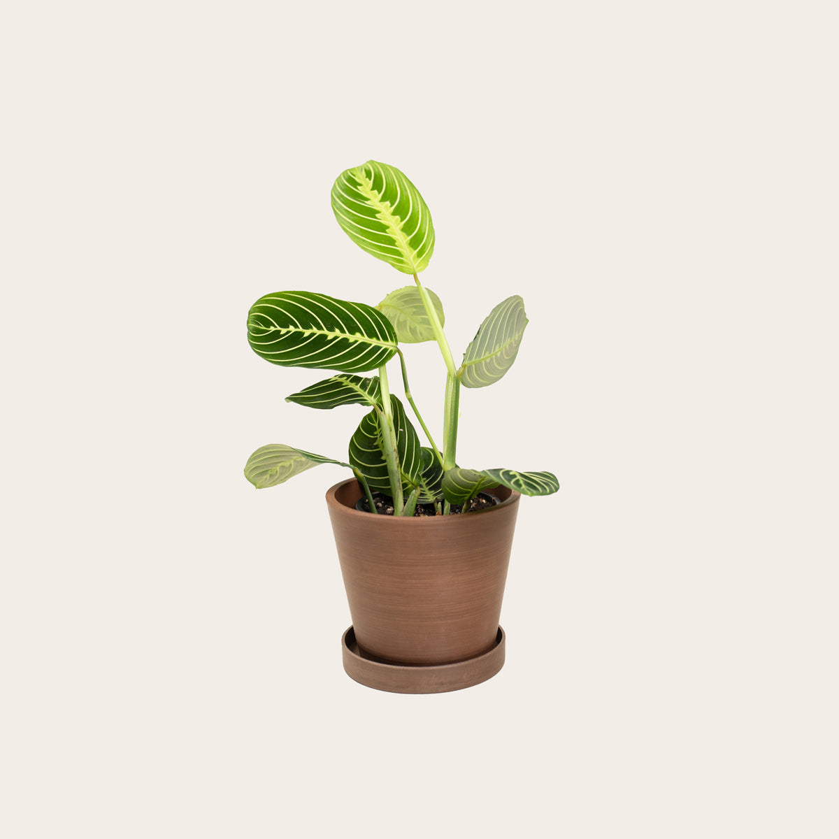 Load image into Gallery viewer, Maranta Lemon Lime - Small (coffee)
