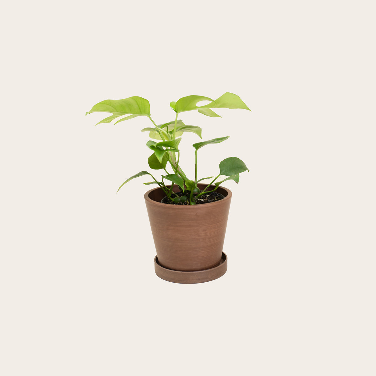 Load image into Gallery viewer, Rhaphidophora Tetrasperma - Small (coffee)
