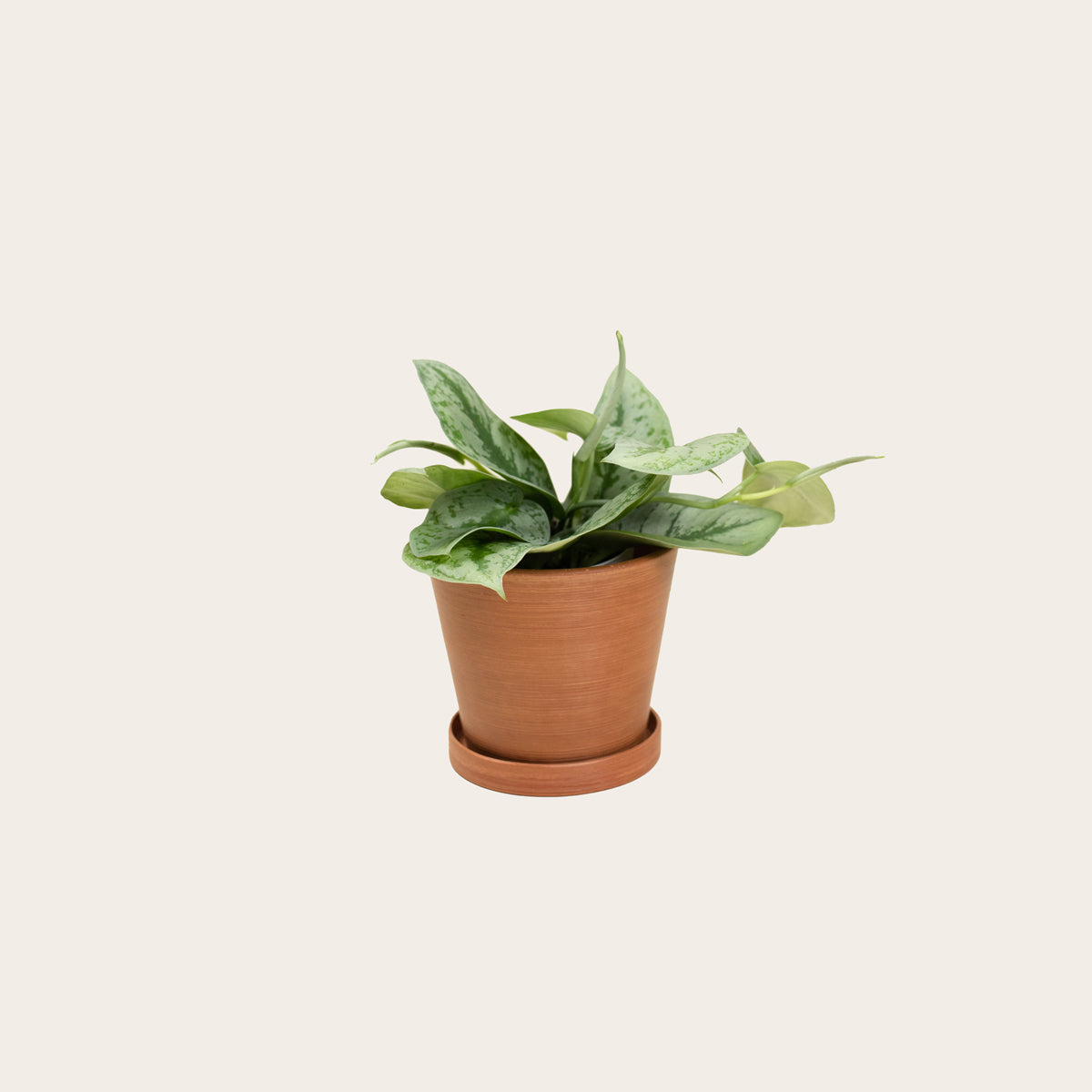 Load image into Gallery viewer, Pothos Silver Splash - Small (terracotta)
