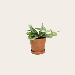 Pothos Silver Splash - Small (terracotta)
