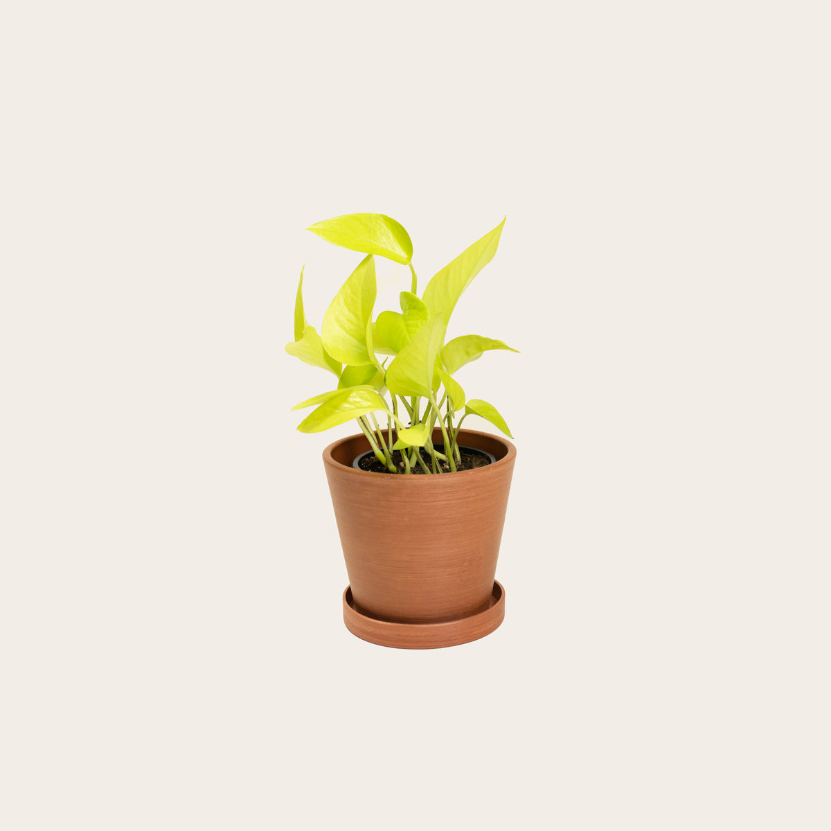 Load image into Gallery viewer, Pothos Neon - Small (terracotta)
