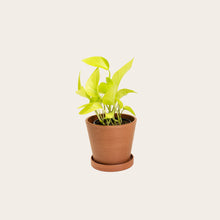 Load image into Gallery viewer, Pothos Neon - Small (terracotta)
