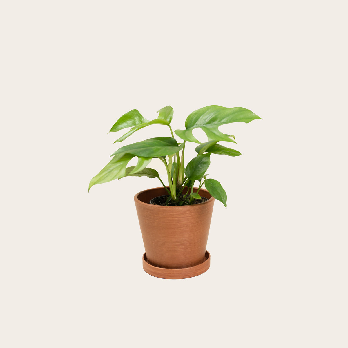 Load image into Gallery viewer, Rhaphidophora Tetrasperma - Small (terracotta)
