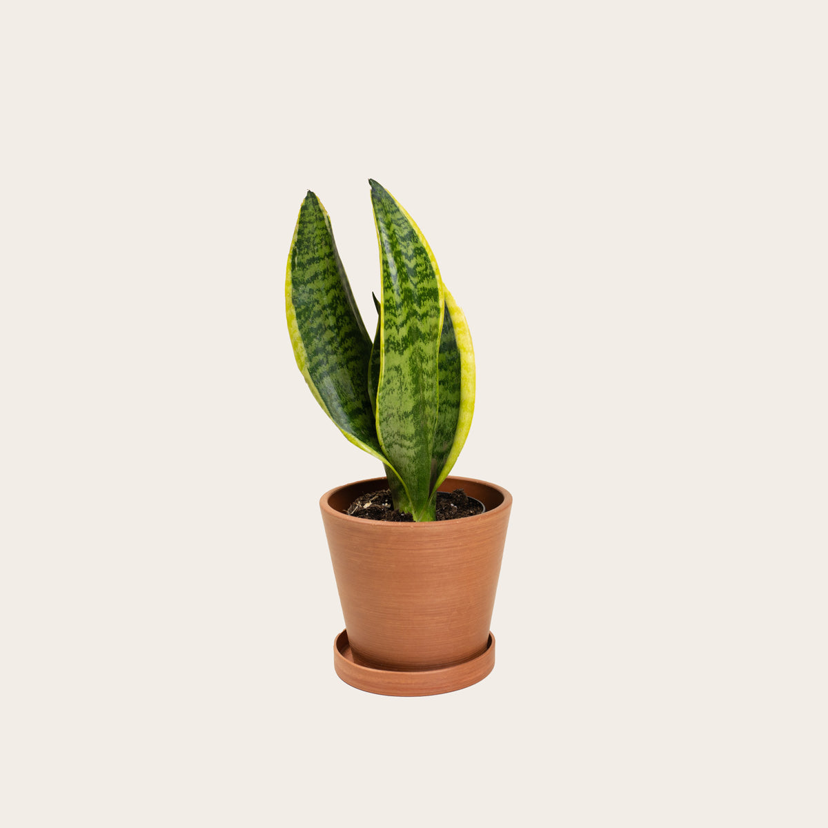 Load image into Gallery viewer, Snake Plant Laurentii - Small (terracotta)
