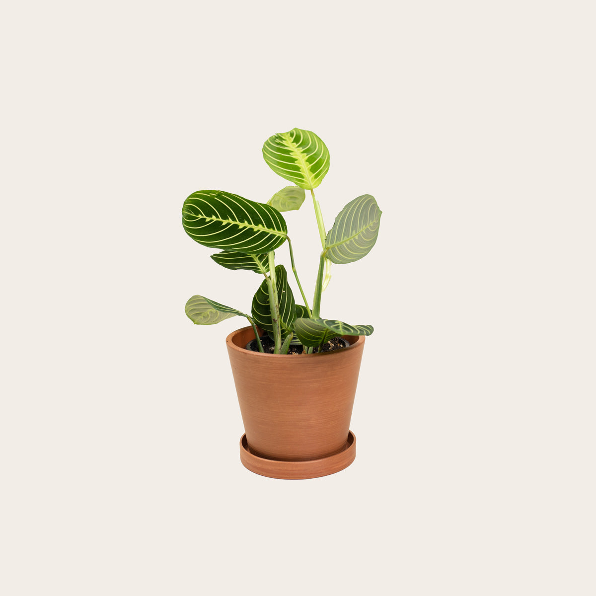 Load image into Gallery viewer, Maranta Lemon Lime - Small (terracotta)
