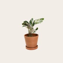 Load image into Gallery viewer, Calathea White Fusion - Small (terracotta)
