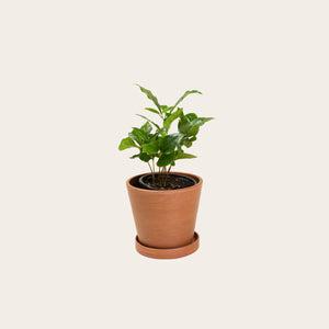 Coffee Plant - Small (terracotta)
