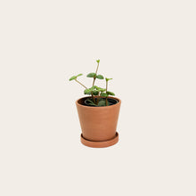 Load image into Gallery viewer, Peperomia Hope - Small (terracotta)

