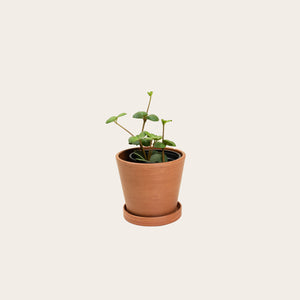 Peperomia Hope - Small (terracotta)