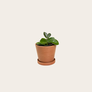 Hoya Australis - Small (terracotta)