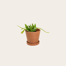 Load image into Gallery viewer, Stromanthe Triostar - Small (terracotta) 
