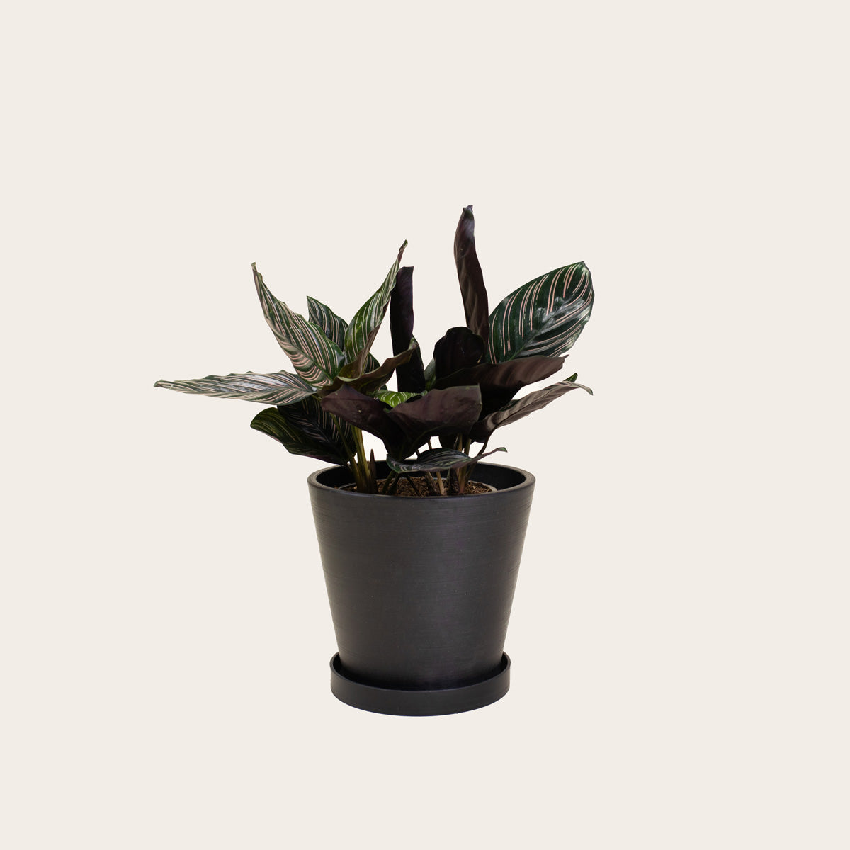 Load image into Gallery viewer, Calathea Ornata - Medium (midnight)

