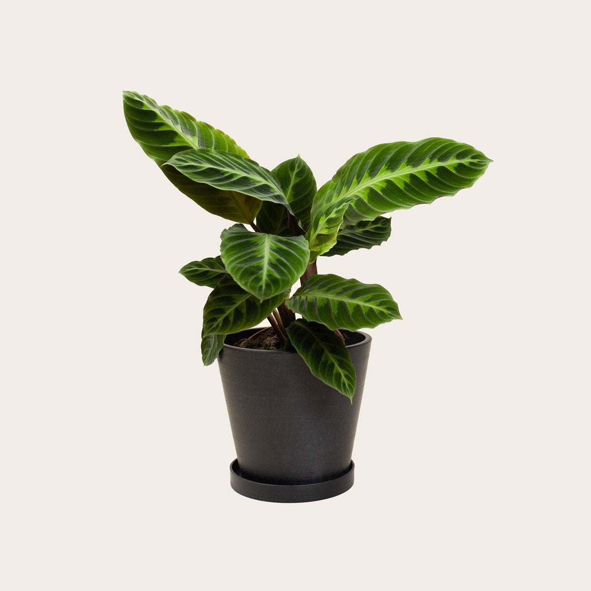 Load image into Gallery viewer, Calathea Warscewiczii - Medium (midnight)
