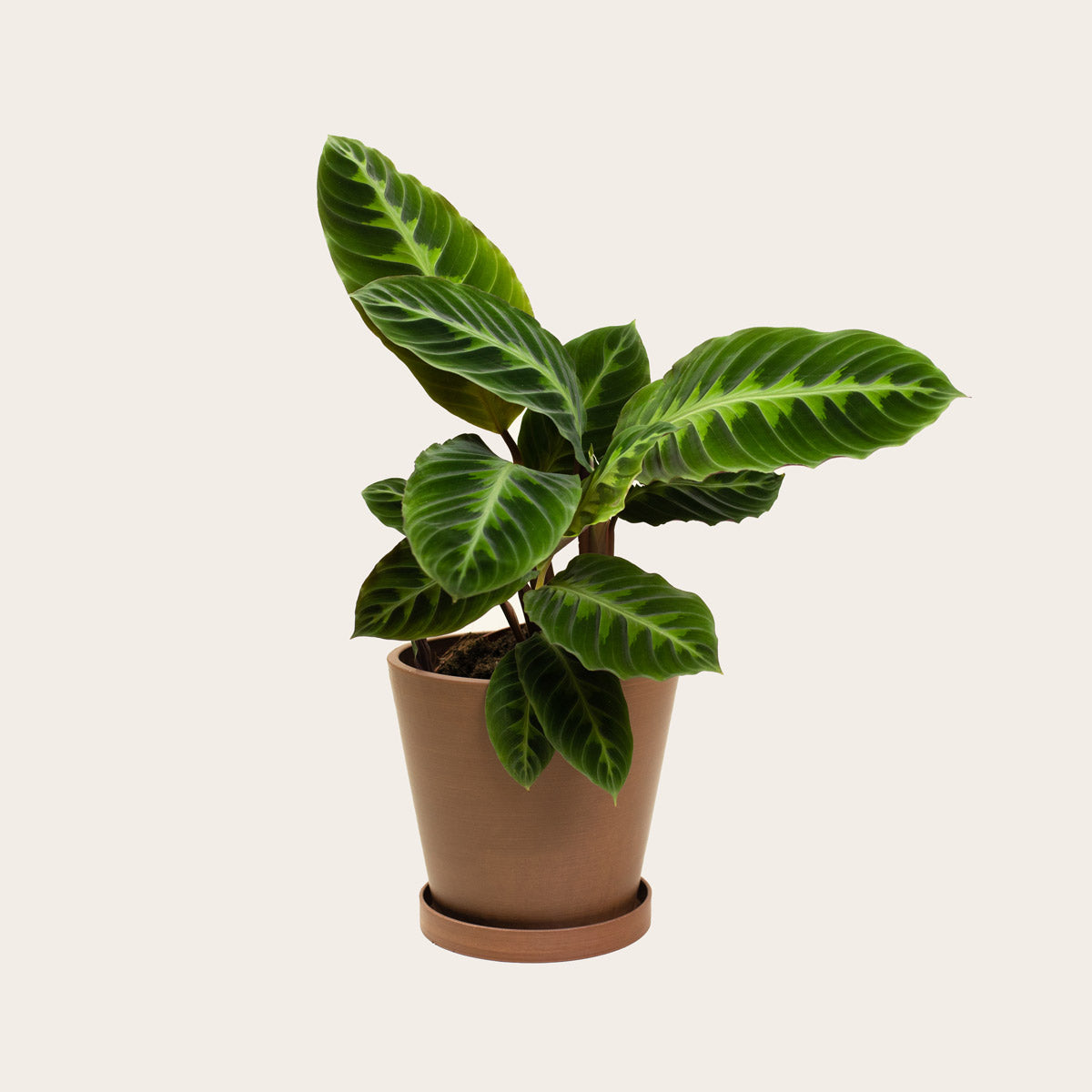 Load image into Gallery viewer, Calathea Warscewiczii - Medium (coffee)
