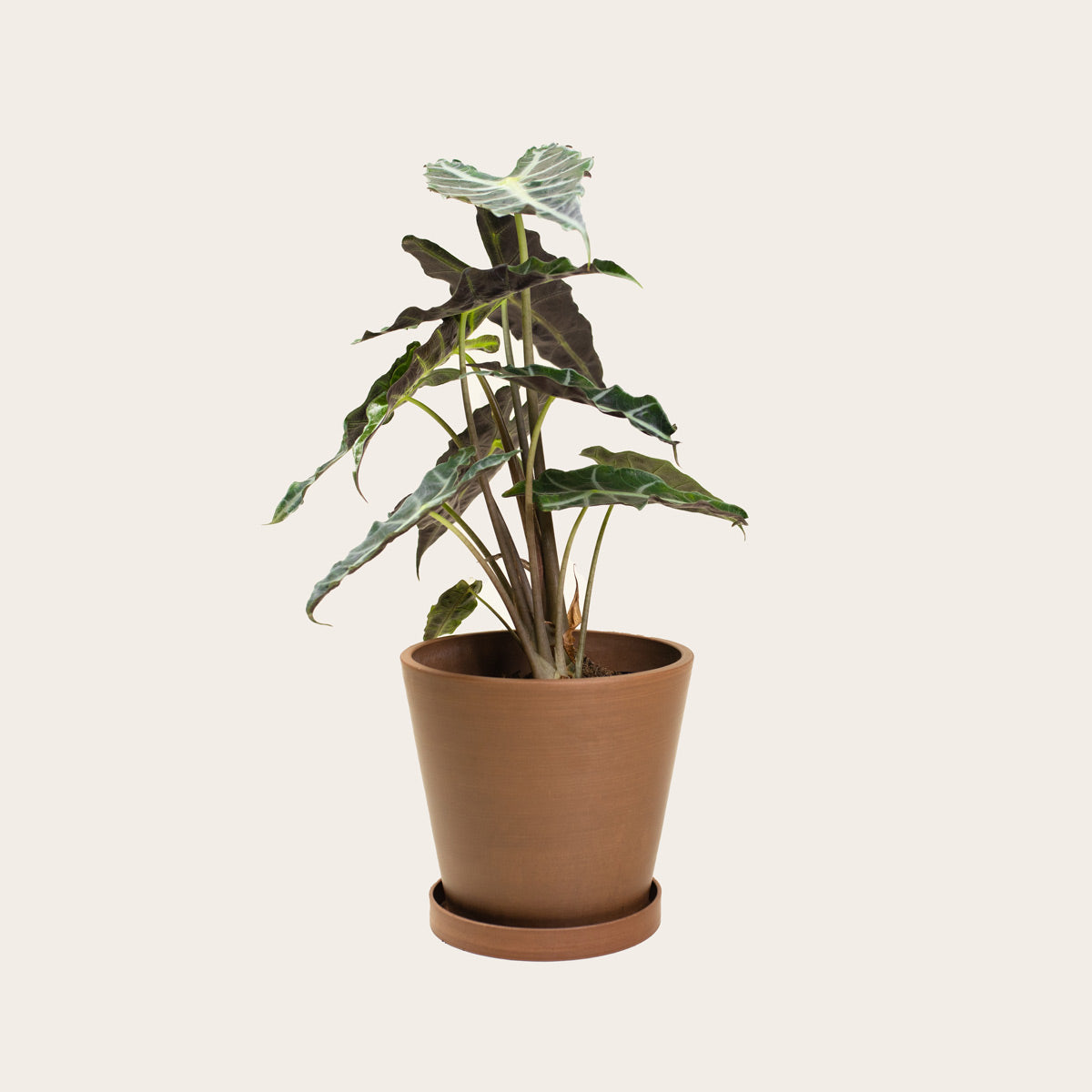 Load image into Gallery viewer, Alocasia Polly - Medium (coffee)

