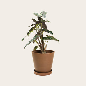 Alocasia Polly - Medium (coffee)