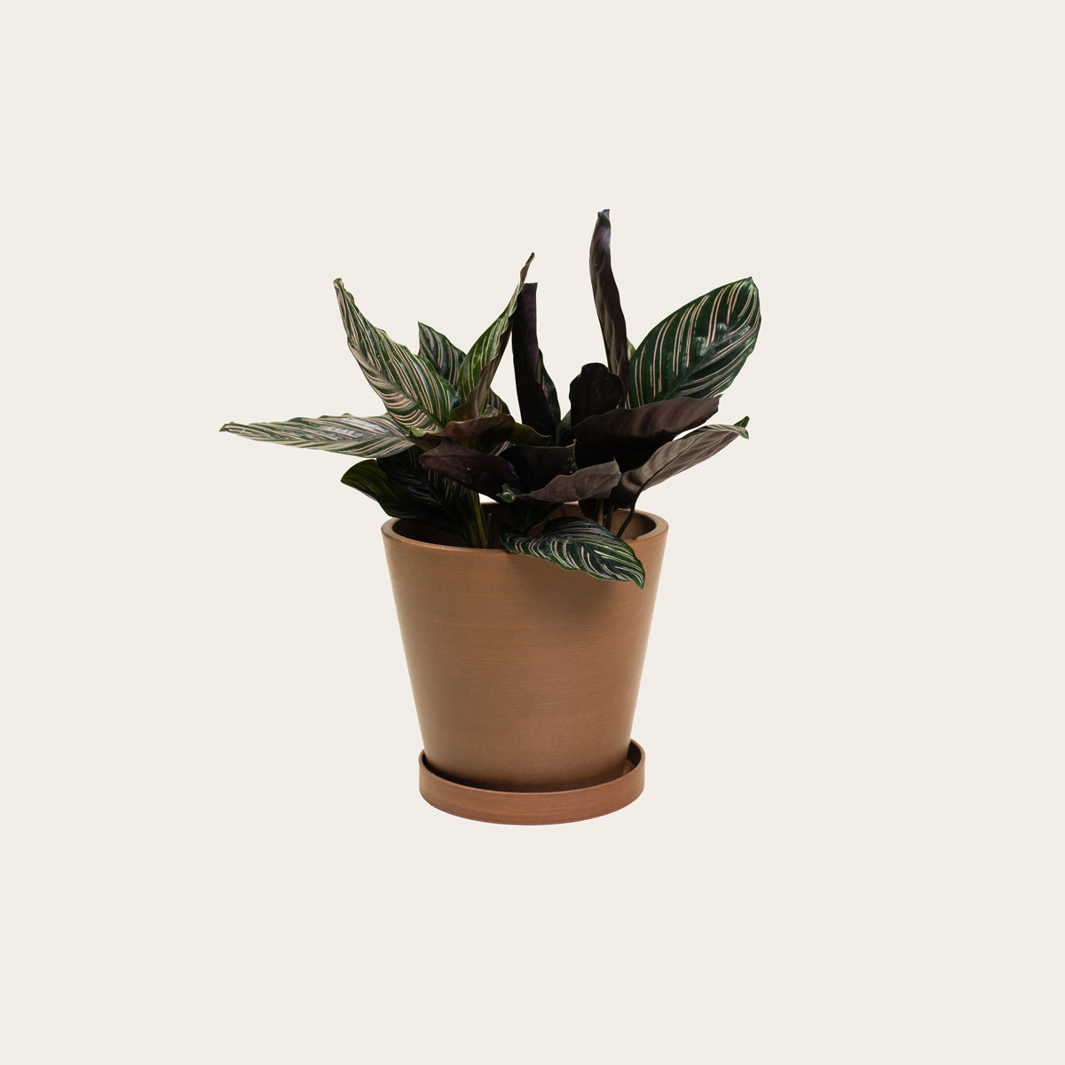 Load image into Gallery viewer, Calathea Ornata - Medium (coffee)
