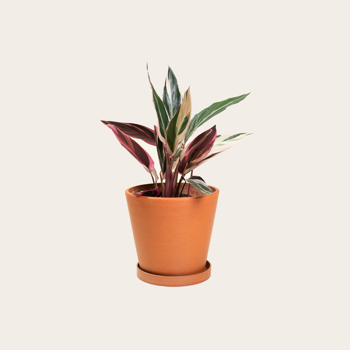 Load image into Gallery viewer, Stromanthe Triostar - Medium (terracotta)
