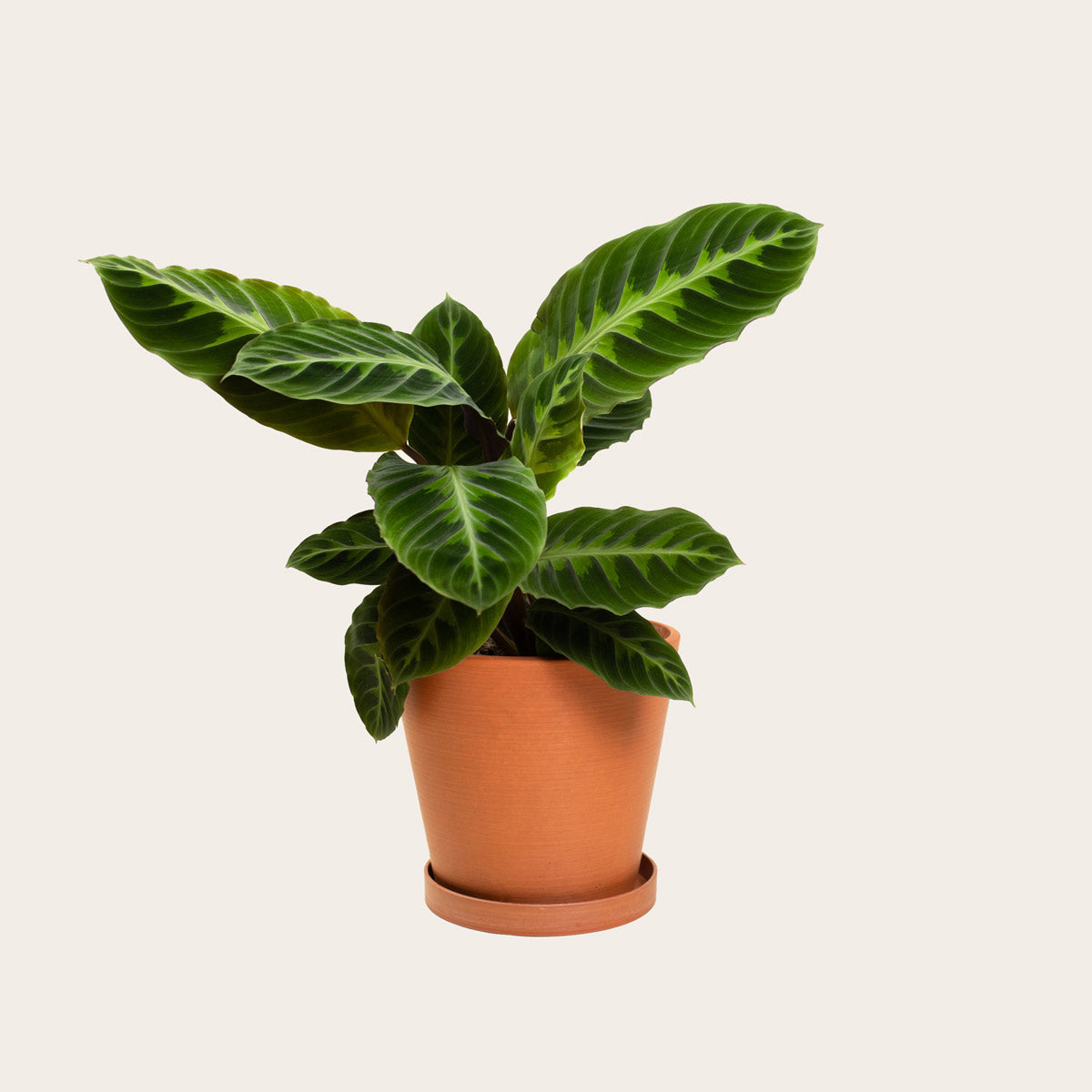 Load image into Gallery viewer, Calathea Warscewiczii - Medium (terracotta)
