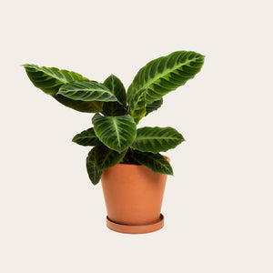 Calathea Warscewiczii - Medium (terracotta)